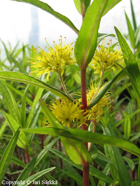 lysimachia-thyrsiflora-terttualpi-toppl-sa